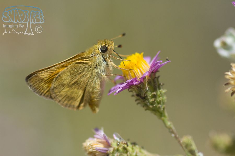Harbison's Dun Skipper - Euphyes vestris harbisoni