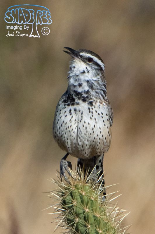Cactus Wren - Campylorhynchus brunneicapillus