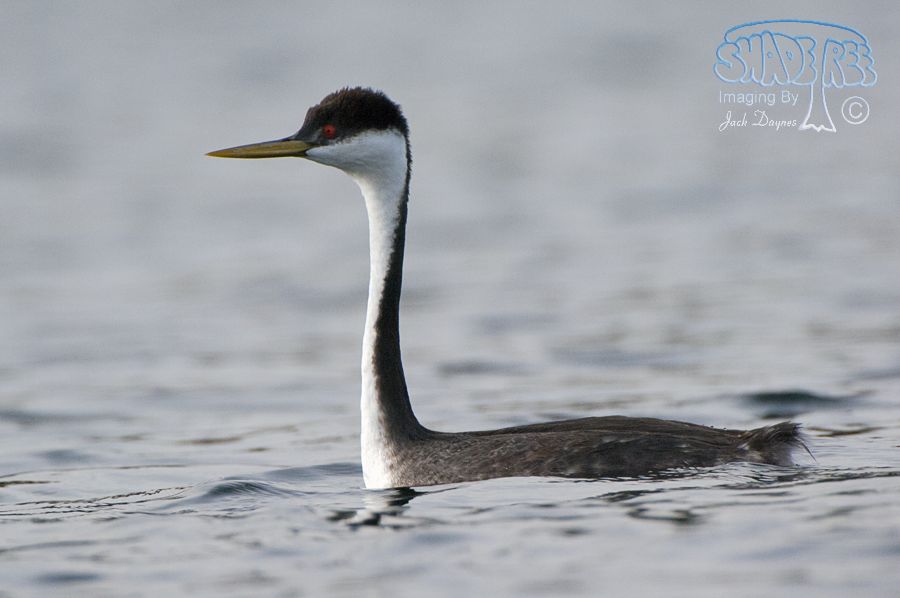 Western Grebe - Aechmophorus occidentalis
