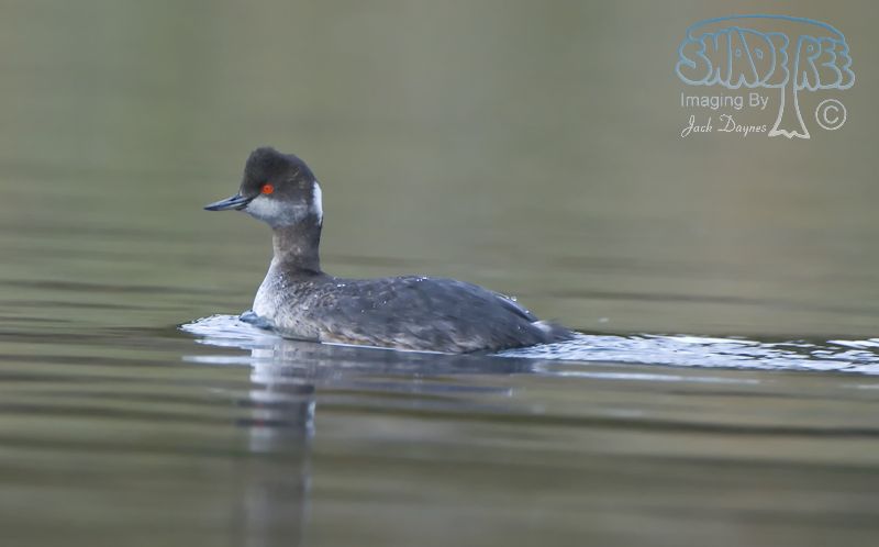 Eared Grebe - Podiceps nigricollis