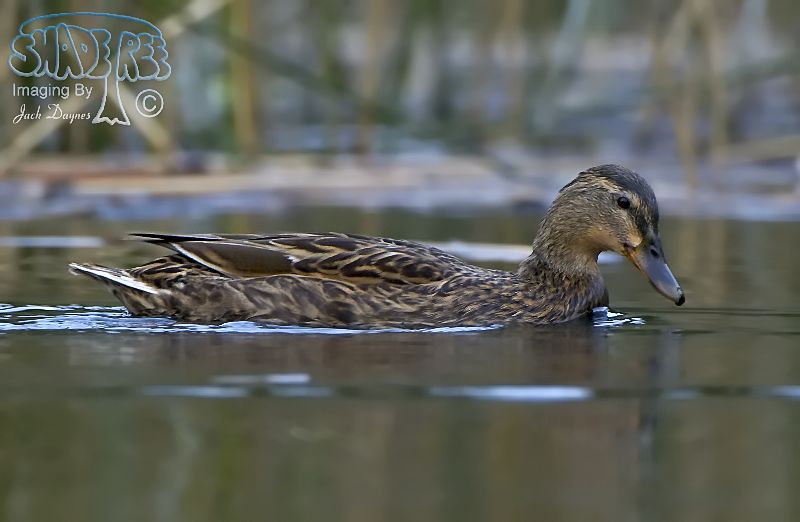 Mallard - Anas platyrhynchos