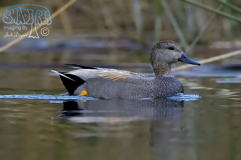 Gadwall - Mareca strepera