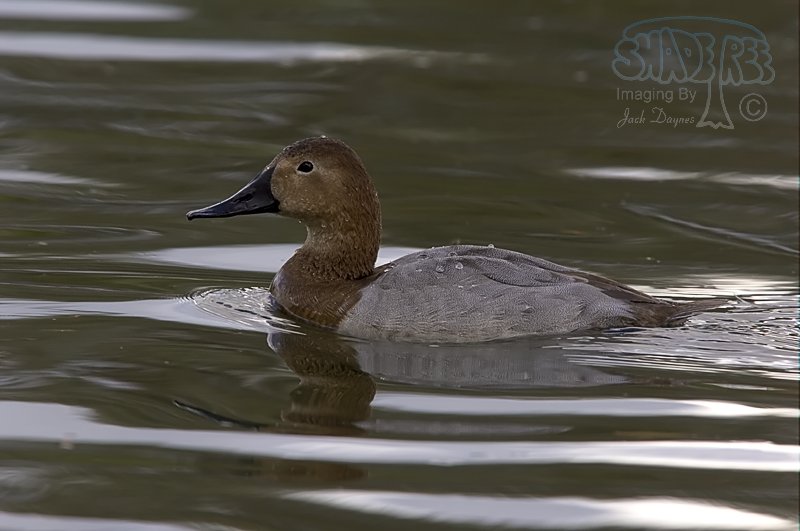 Canvasback - Aythya valisineria