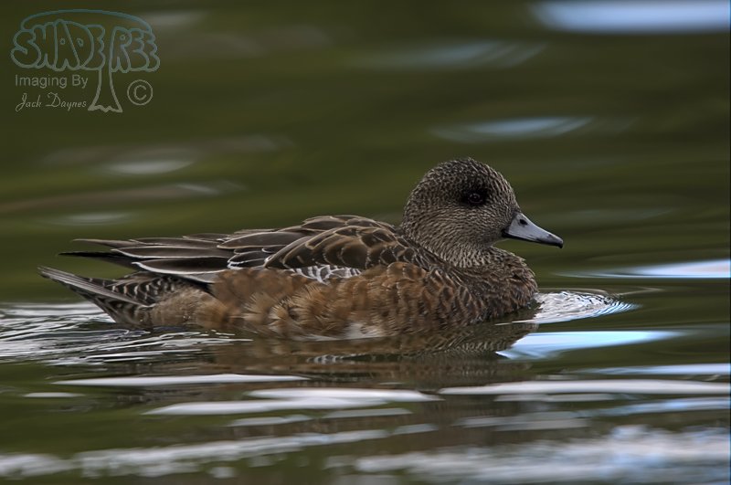 American Wigeon - Mareca americana