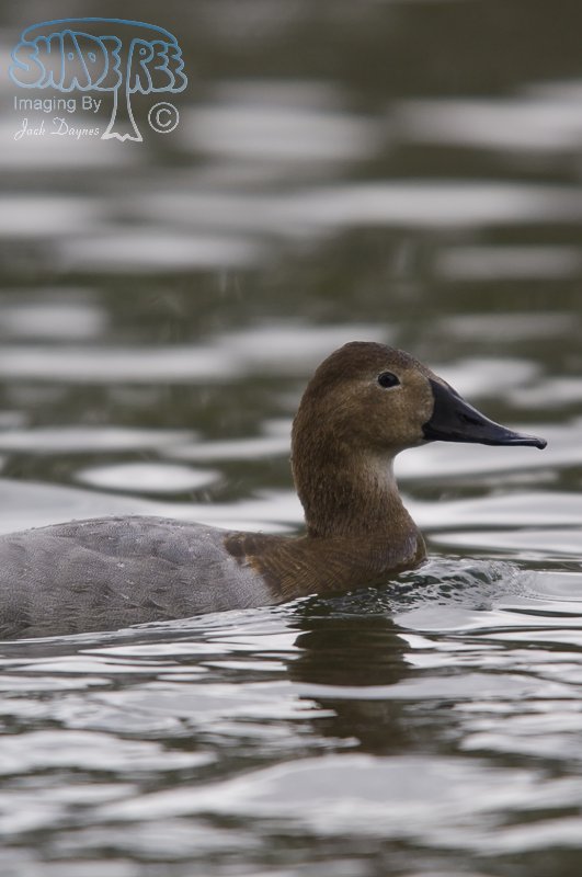 Canvasback - Aythya valisineria