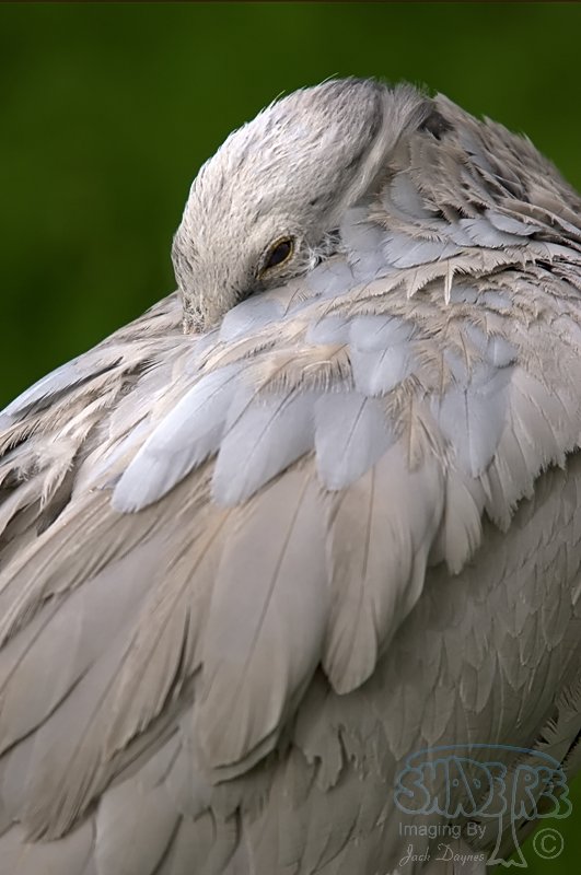 Demoiselle Crane

 - Grus virgo
