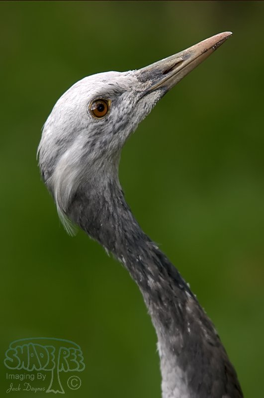 Demoiselle Crane

 - Grus virgo
