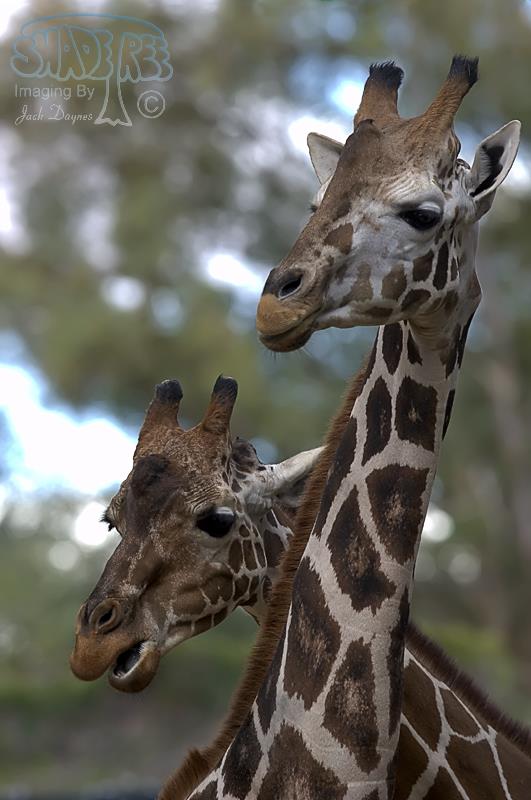 Giraffe - Giraffa camelopardalis