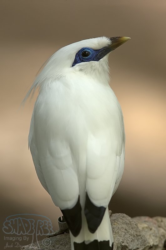 Bali Mynah - Leucopsar rothschildi