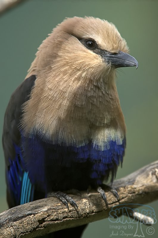 Blue-Bellied Roller - Coracias cyanogaster