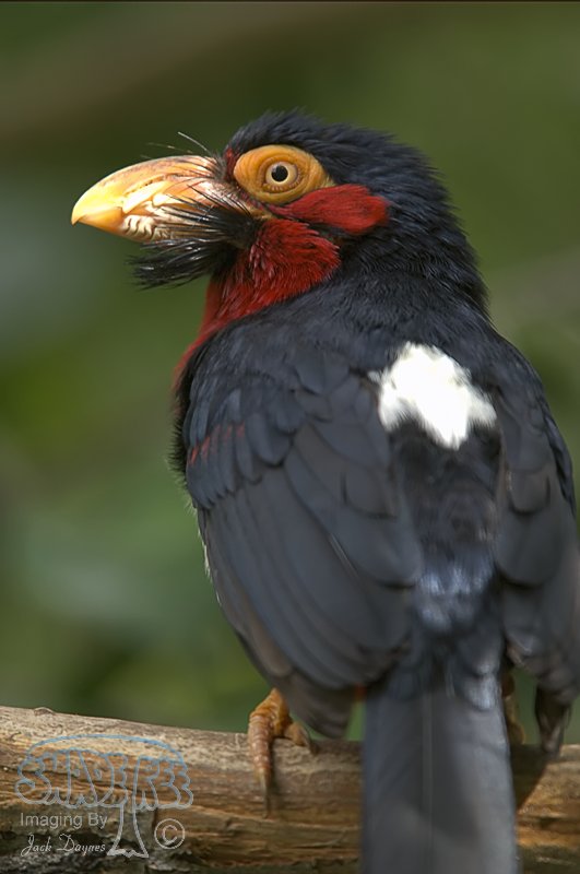 Bearded Barbet - Pogonornis dubius