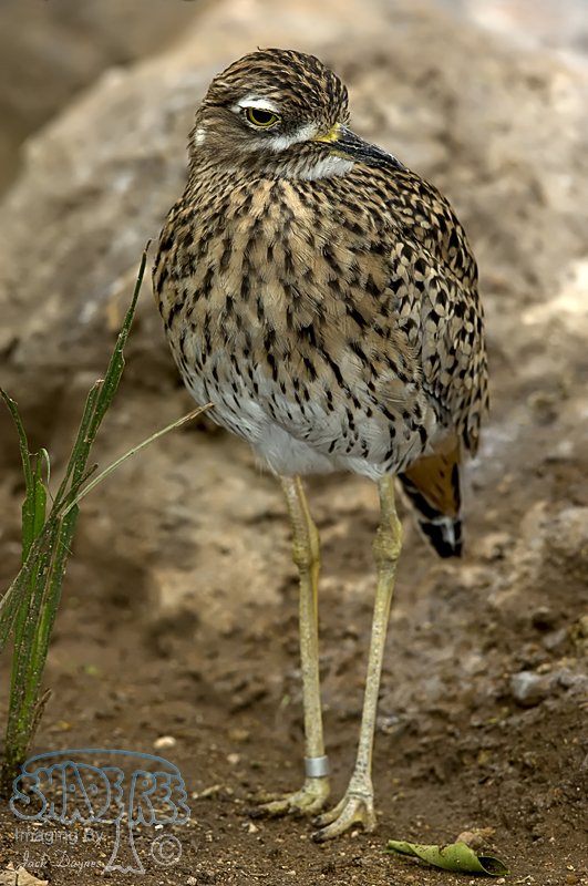 Spotted Thick-Knee - Burhinus capensis
