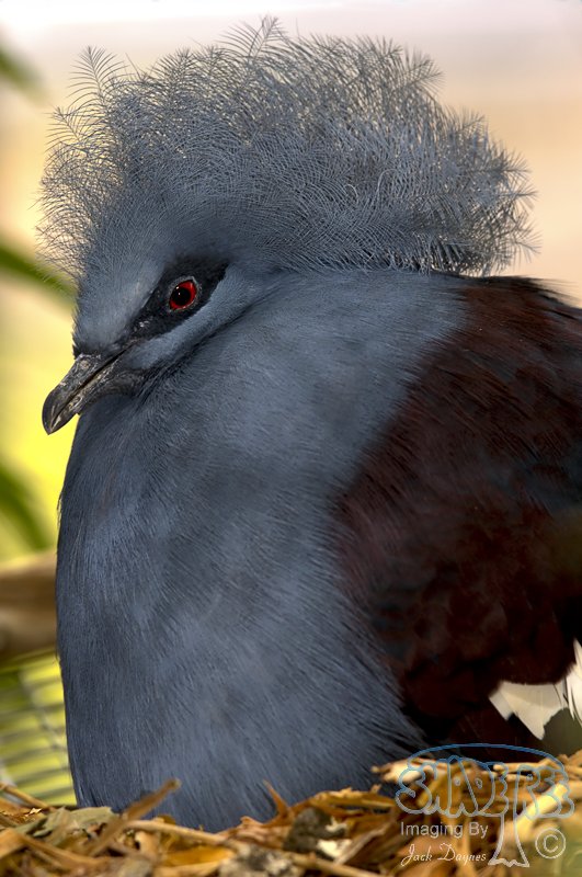 Blue-Crowned Pigeon - Goura cristata