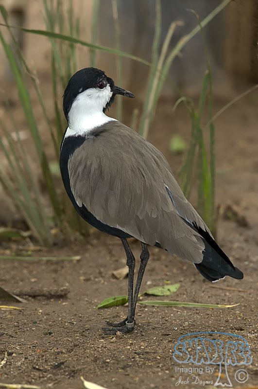 Spur-Winged Lapwing - Vanellus spinosus