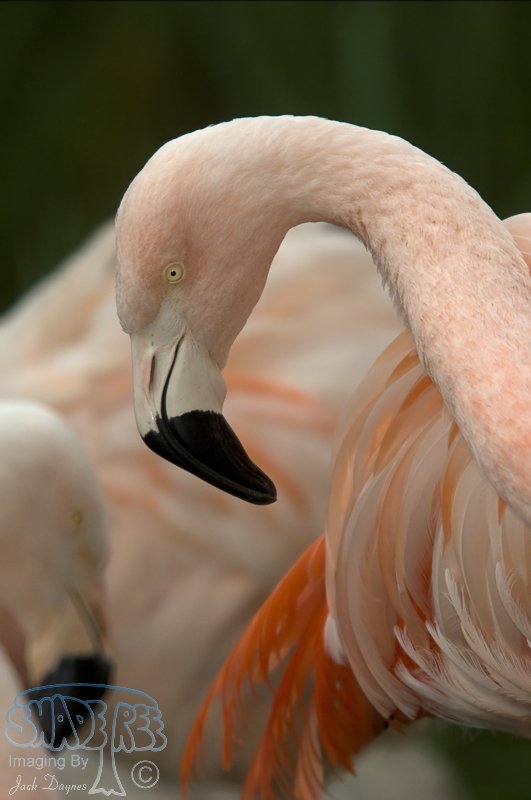 Greater Flamingo - Phoenicopterus ruber