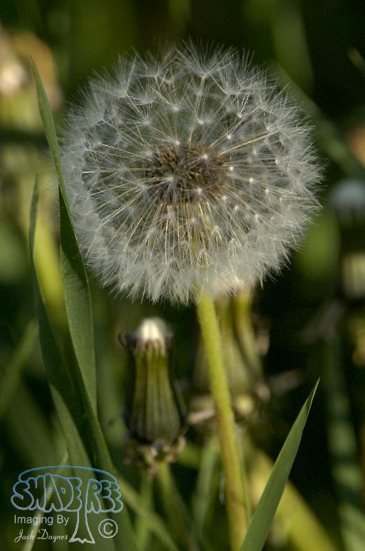 Dandelion - Taraxacum officinale