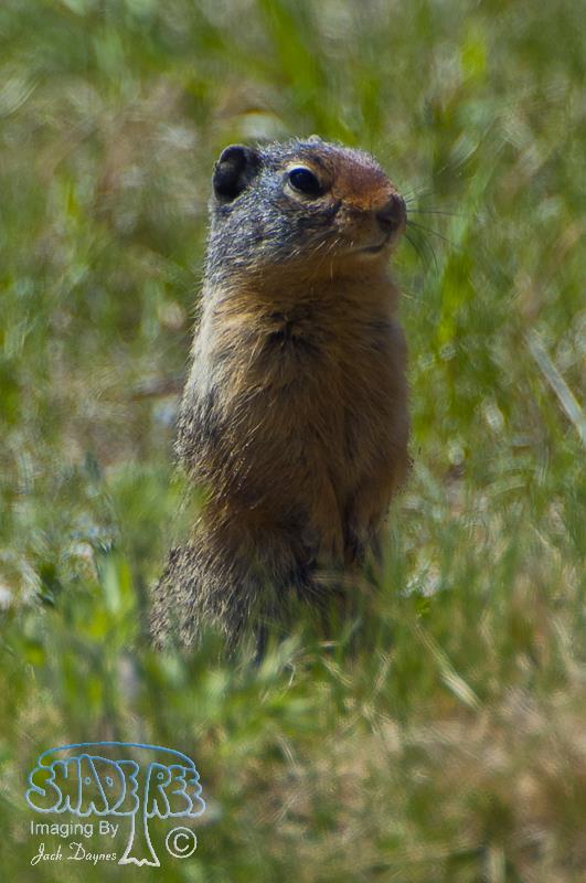 Columbian Ground Squirrel - Spermophilus columbianus