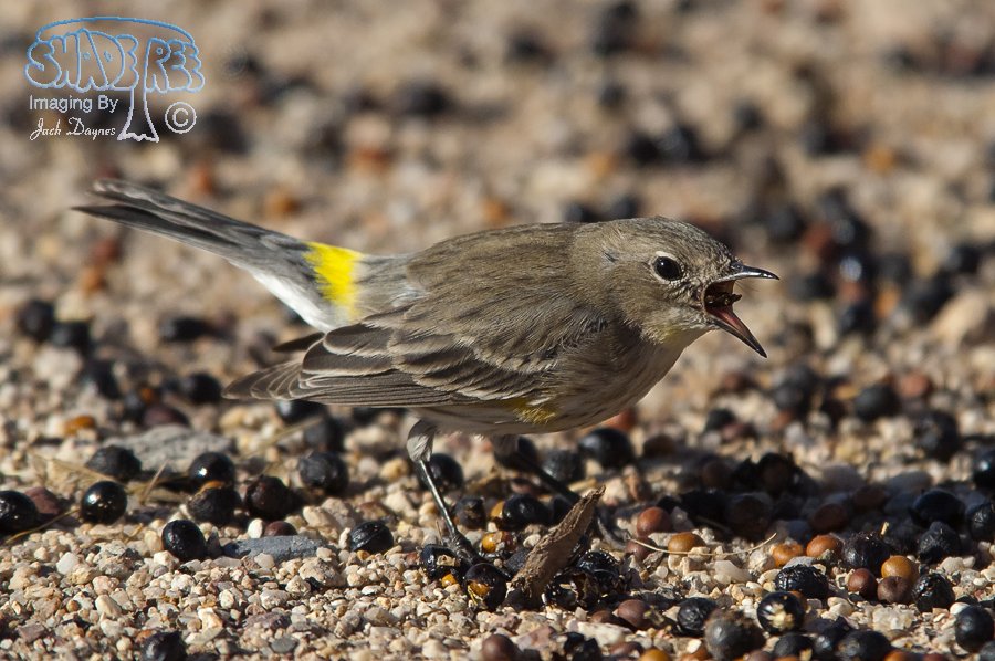 Yellow-Rumped Warbler - Setophaga coronata auduboni