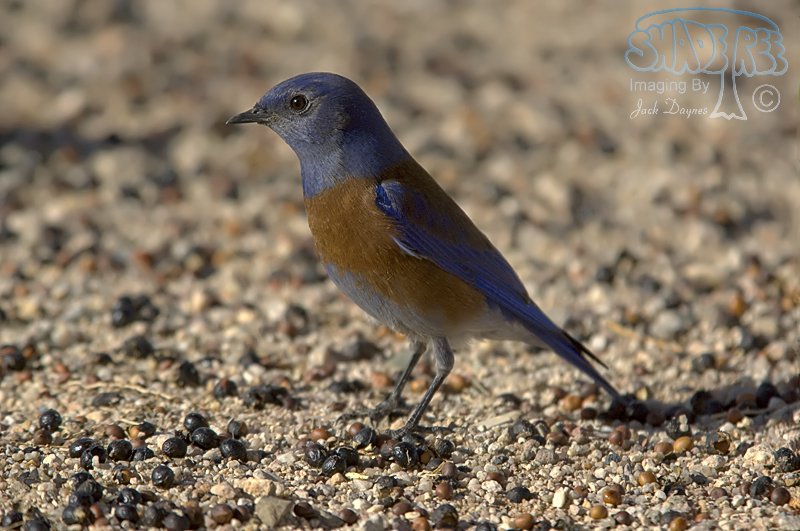 Western Bluebird - Sialia mexicana
