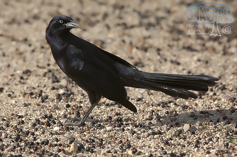 Great-Tailed Grackle - Quiscalus mexicanus