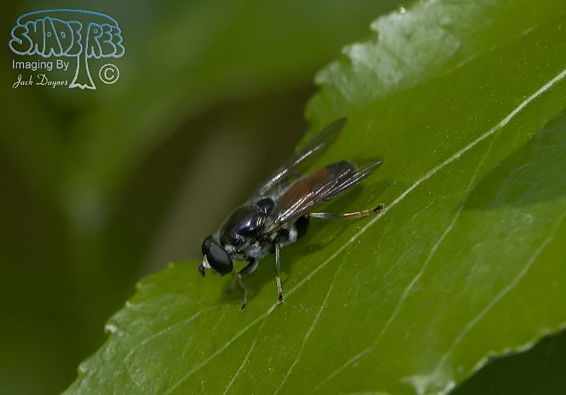Fly on Green Leaf - unknown