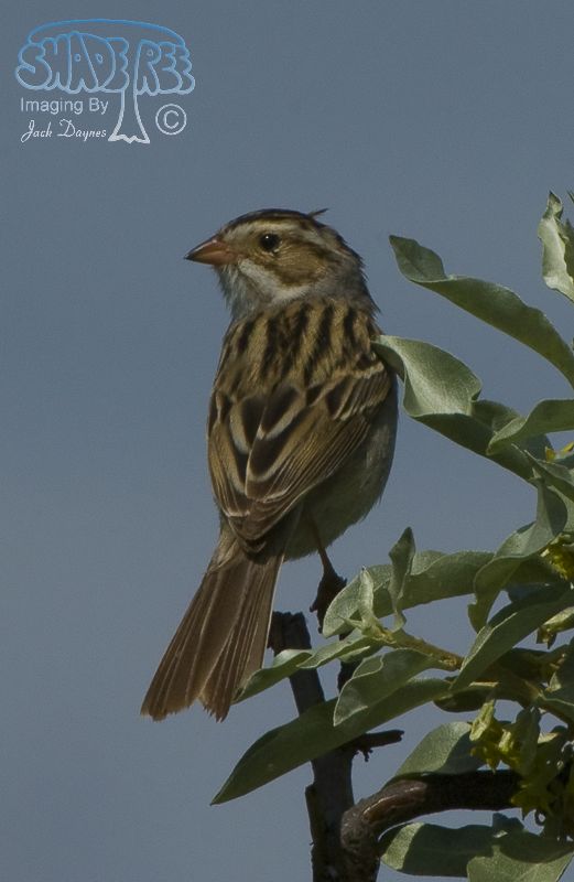 Clay-colored Sparrow - Spizella pallida