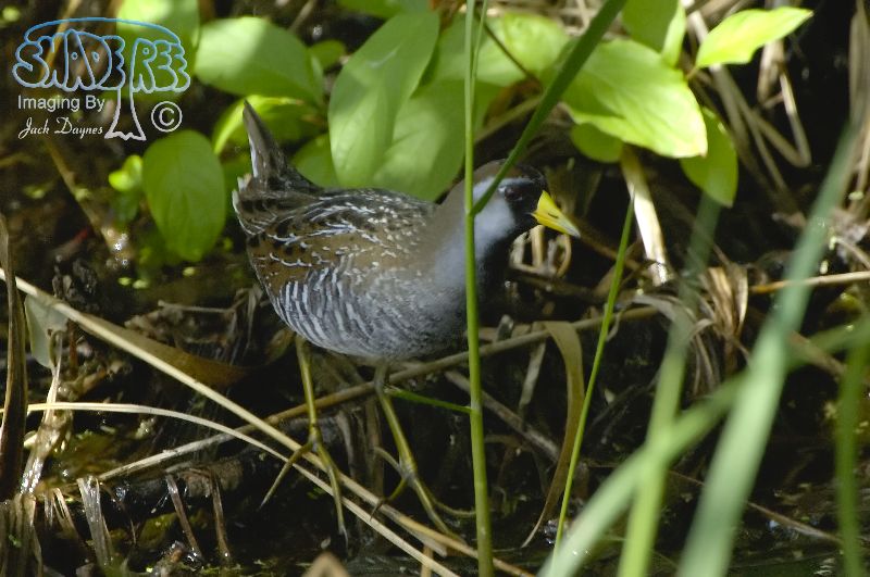 Sora - Porzana carolina