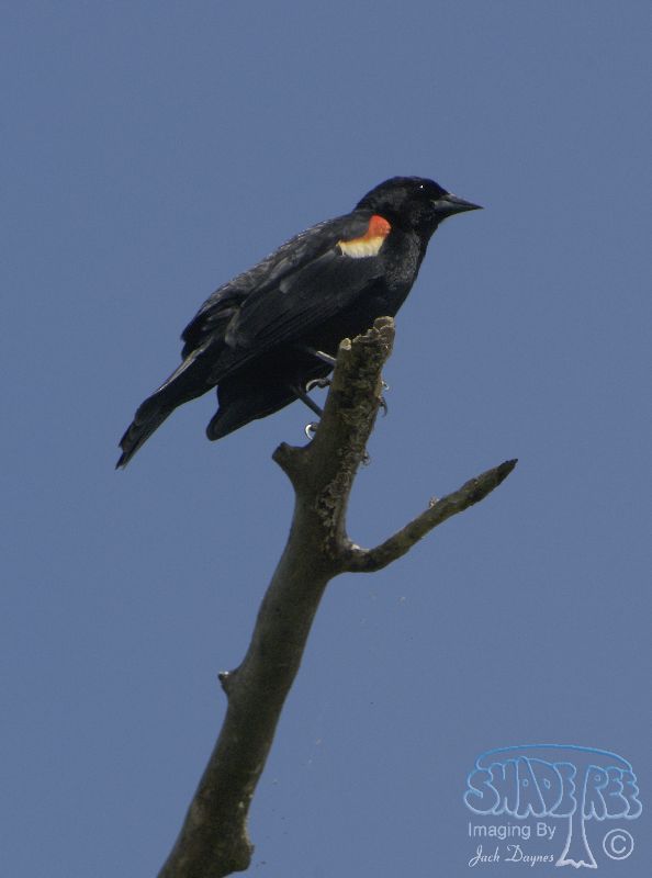 Red-Winged Blackbird - Agelaius phoeniceus
