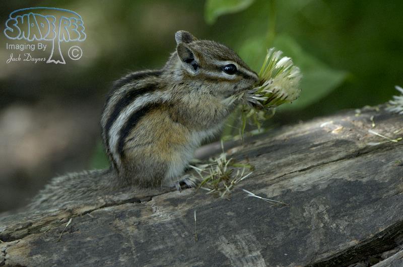 Least Chipmunk - Tamias minimus