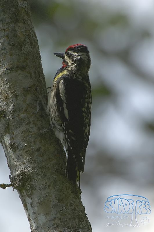 Yellow-Bellied Sapsucker - Sphyrapicus varius