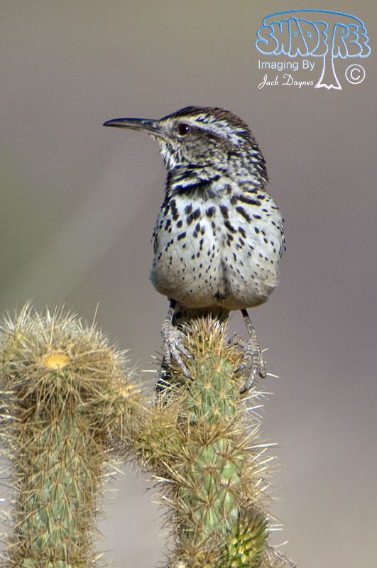 Cactus Wren - Campylorhynchus brunneicapillus