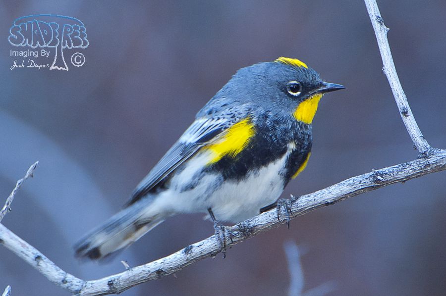 Yellow-Rumped Warbler - Setophaga coronata auduboni