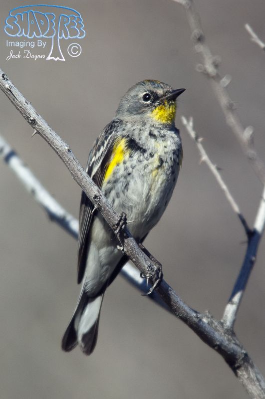 Yellow-Rumped Warbler - Setophaga coronata auduboni