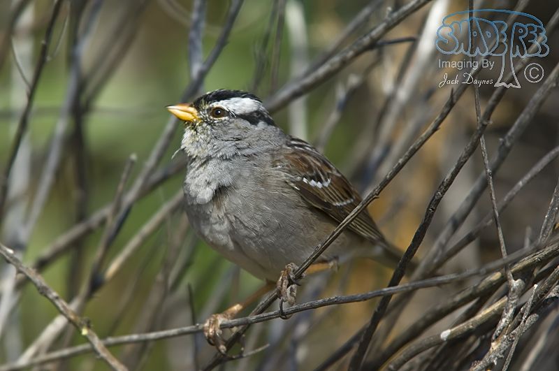 White-Crowned Sparrow - Zonotrichia leucophrys