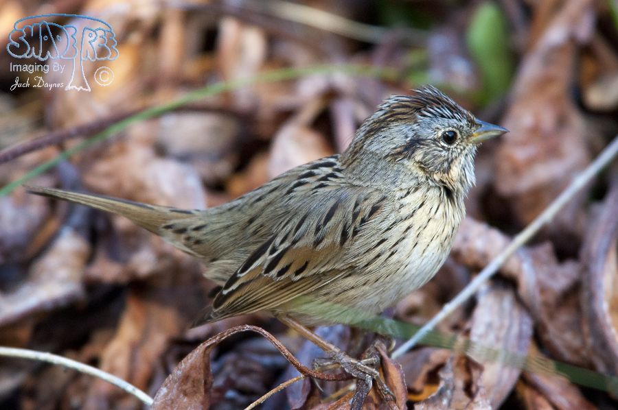 Lincoln's Sparrow - Melospiza lincolnii