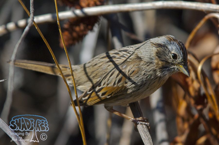 Lincoln's Sparrow - Melospiza lincolnii