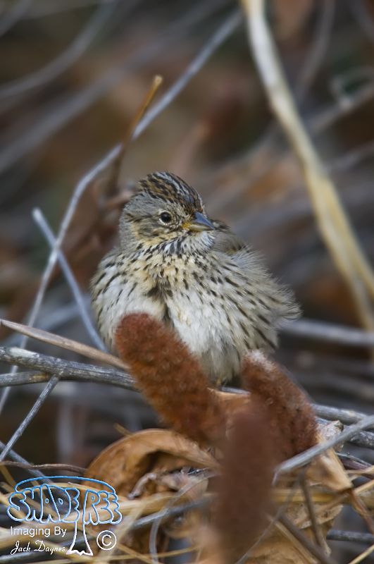 Lincoln's Sparrow - Melospiza lincolnii