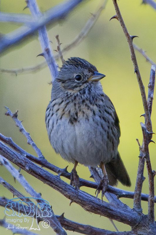 Lincoln's Sparrow - Melospiza lincolnii