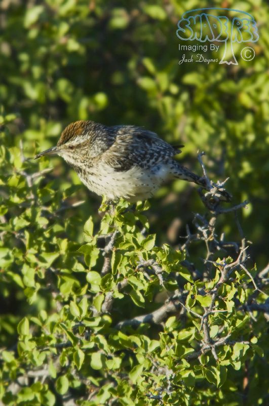 Cactus Wren - Campylorhynchus brunneicapillus