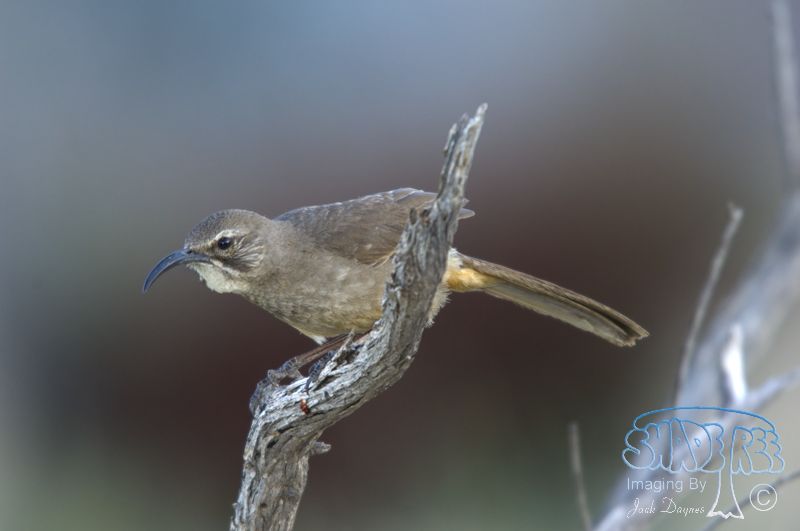 California Thrasher - Toxostoma redivivum