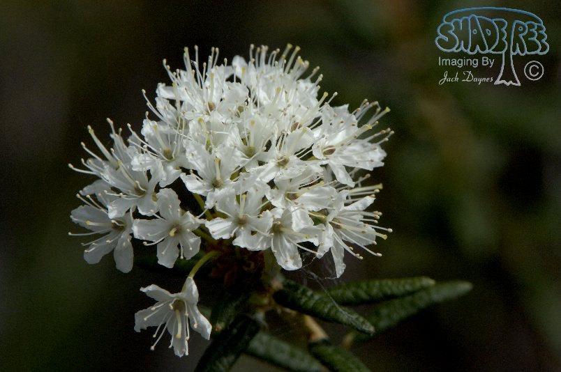 Labrador-Tea - Rhododendron  groenlandicum