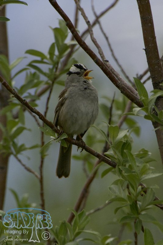 White-Crowned Sparrow - Zonotrichia leucophrys