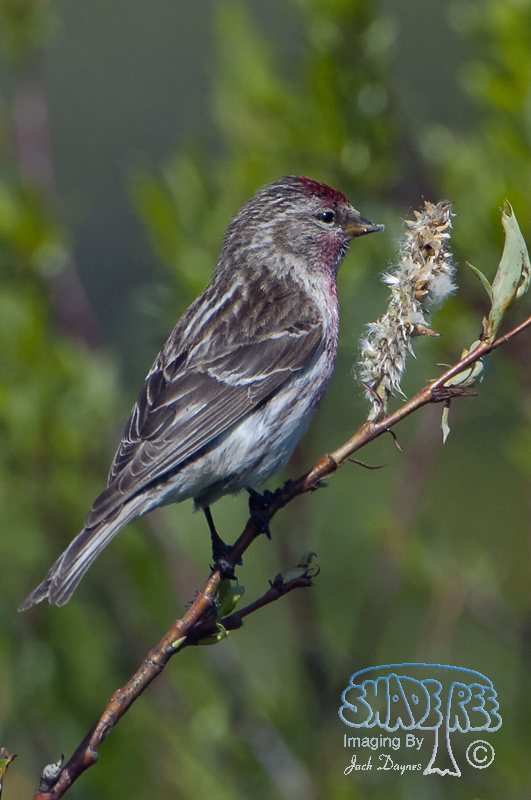 Common Redpoll - Acanthis flammea