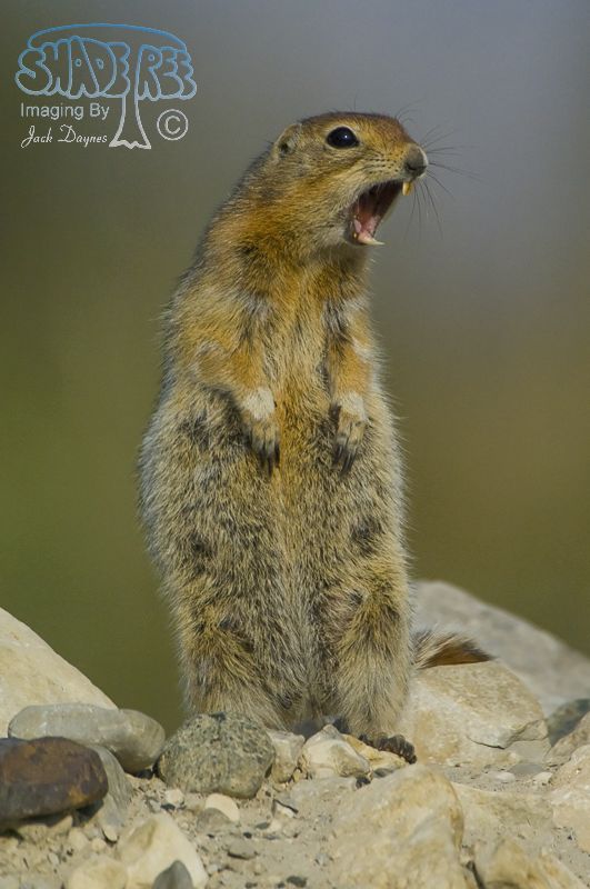 Arctic Ground Squirrel - Spermophilus parryii