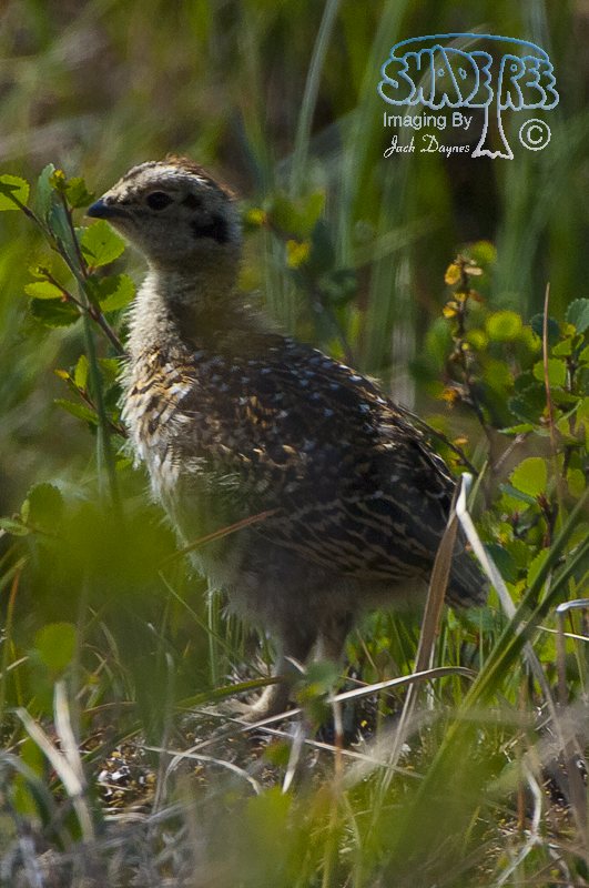 Willow Ptarmigan - Lagopus lagopus