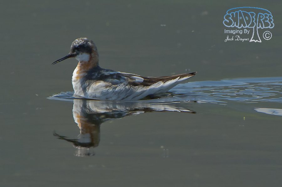 Red-Necked Phalarope - Phalaropus lobatus