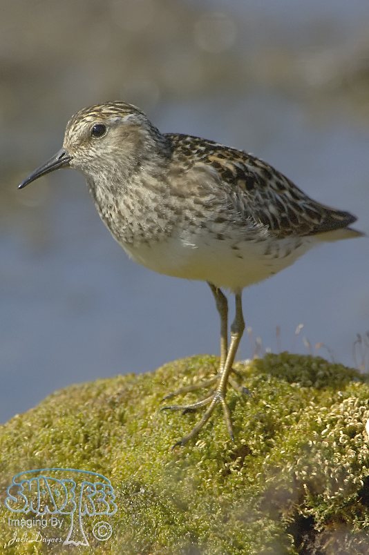 Least Sandpiper - Calidris minutilla