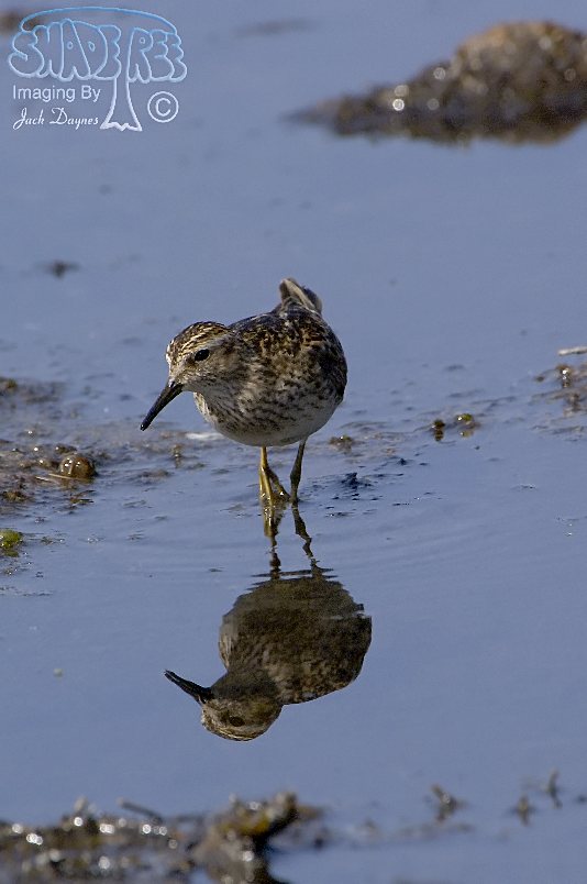 Least Sandpiper - Calidris minutilla