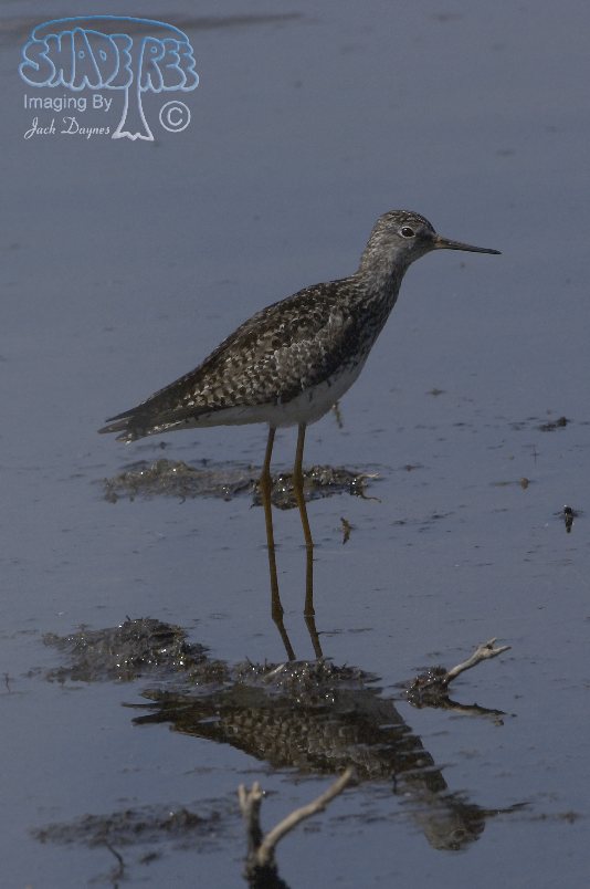 Lesser Yellowlegs - Tringa flavipes