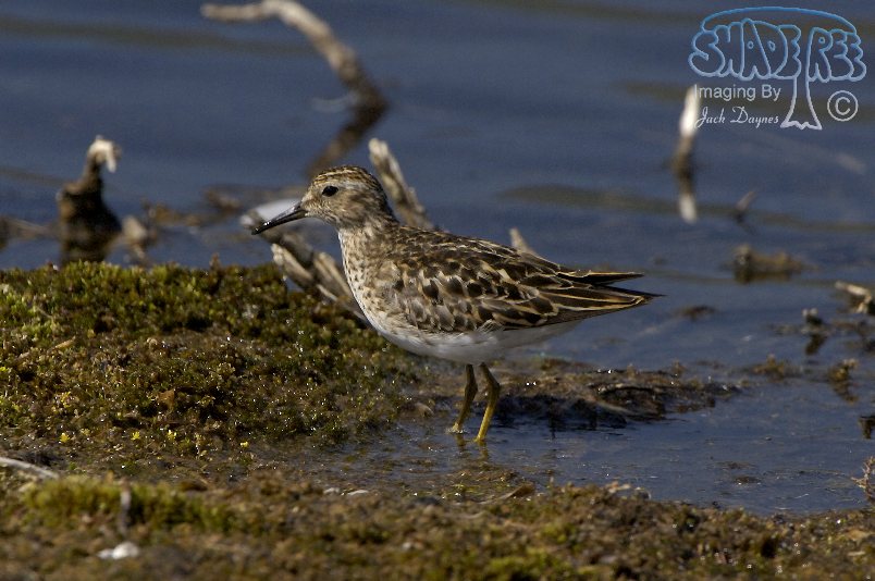 Least Sandpiper - Calidris minutilla